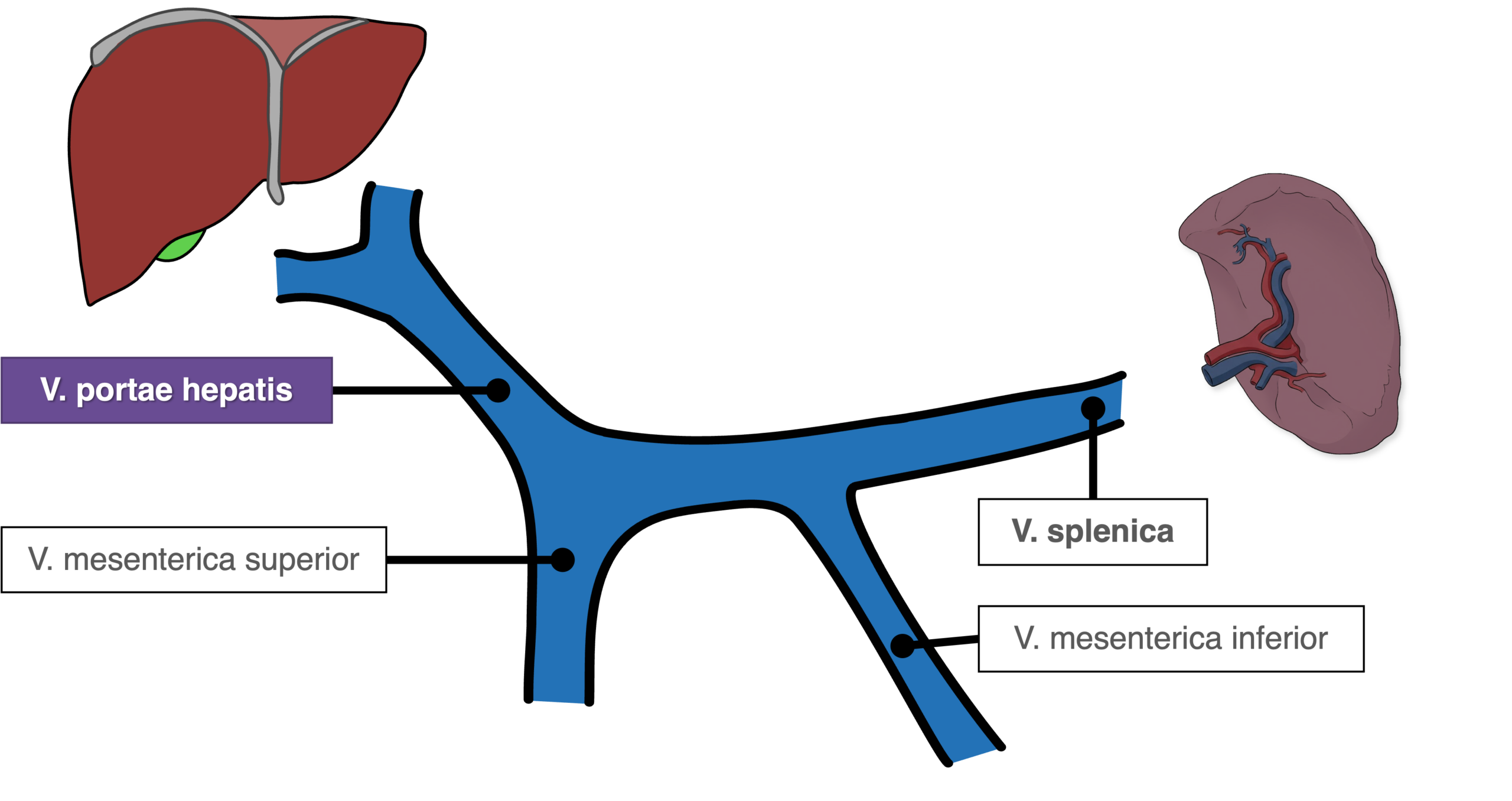 Milz - V. portae hepatis