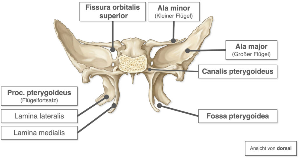 Os sphenoidale - Ansicht dorsal