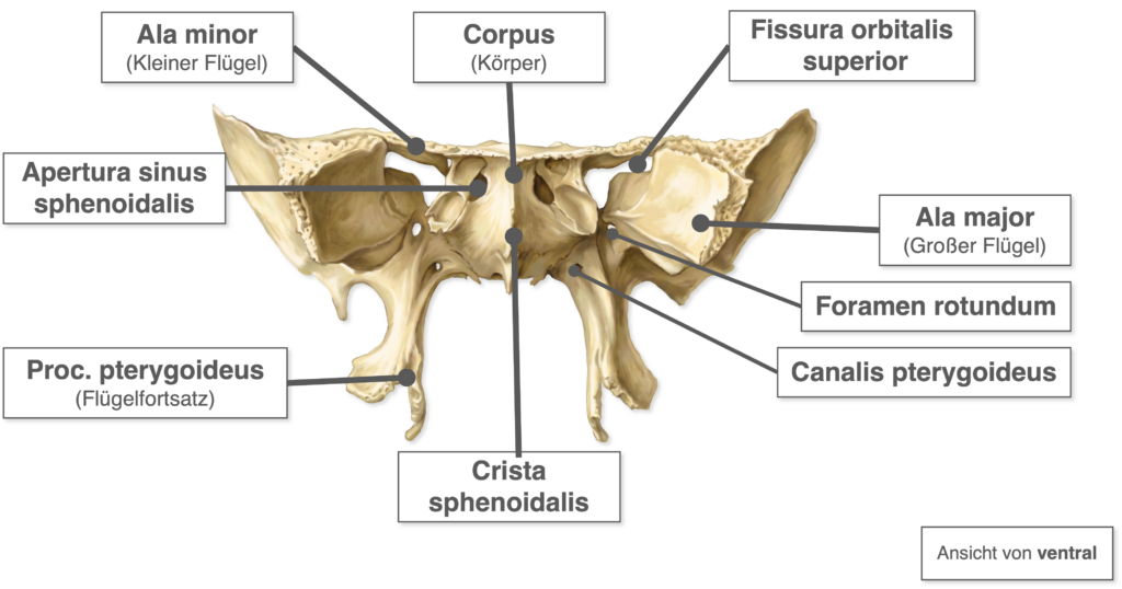 Os sphenoidale - Ansicht ventral