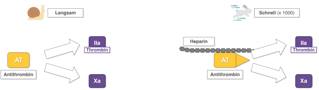Heparin - Wirkmechanismus