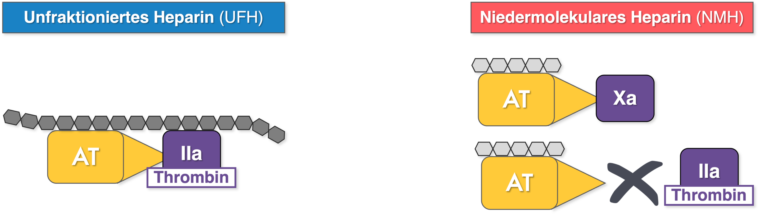 Heparin - Wirkmechanismus UFH NMH