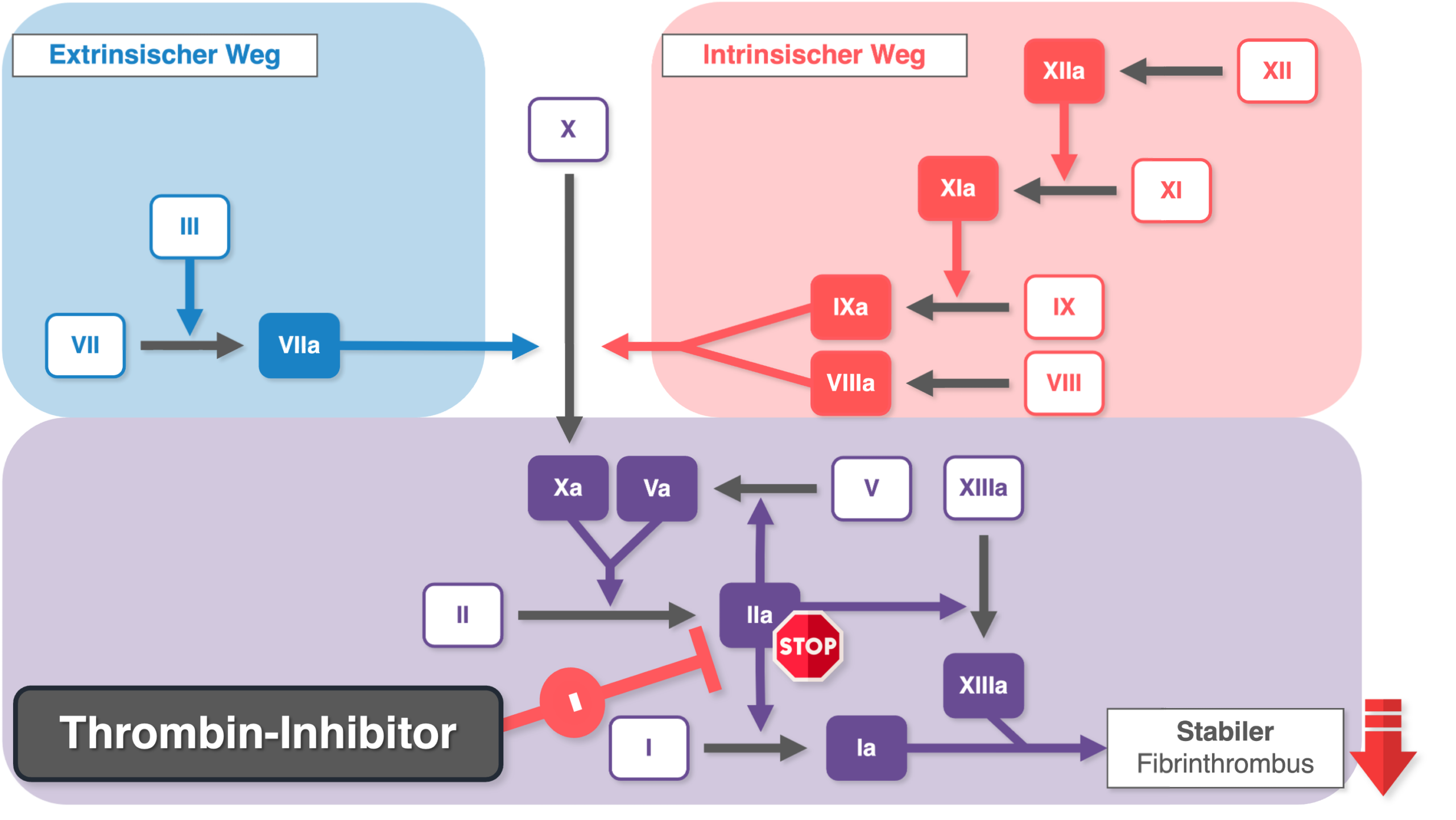 Thrombin-Inhibitor - Wirkung