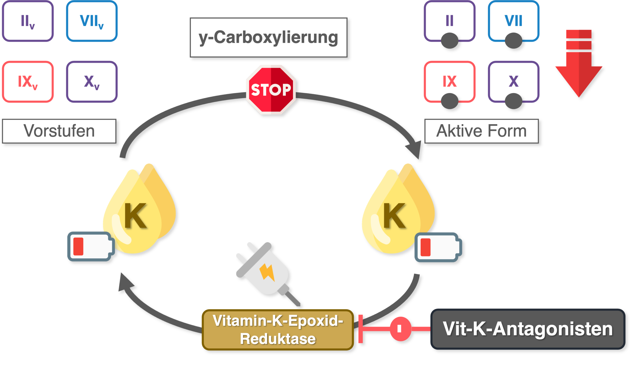 Vitamin-K-Antagonisten - Wirkmechanismus