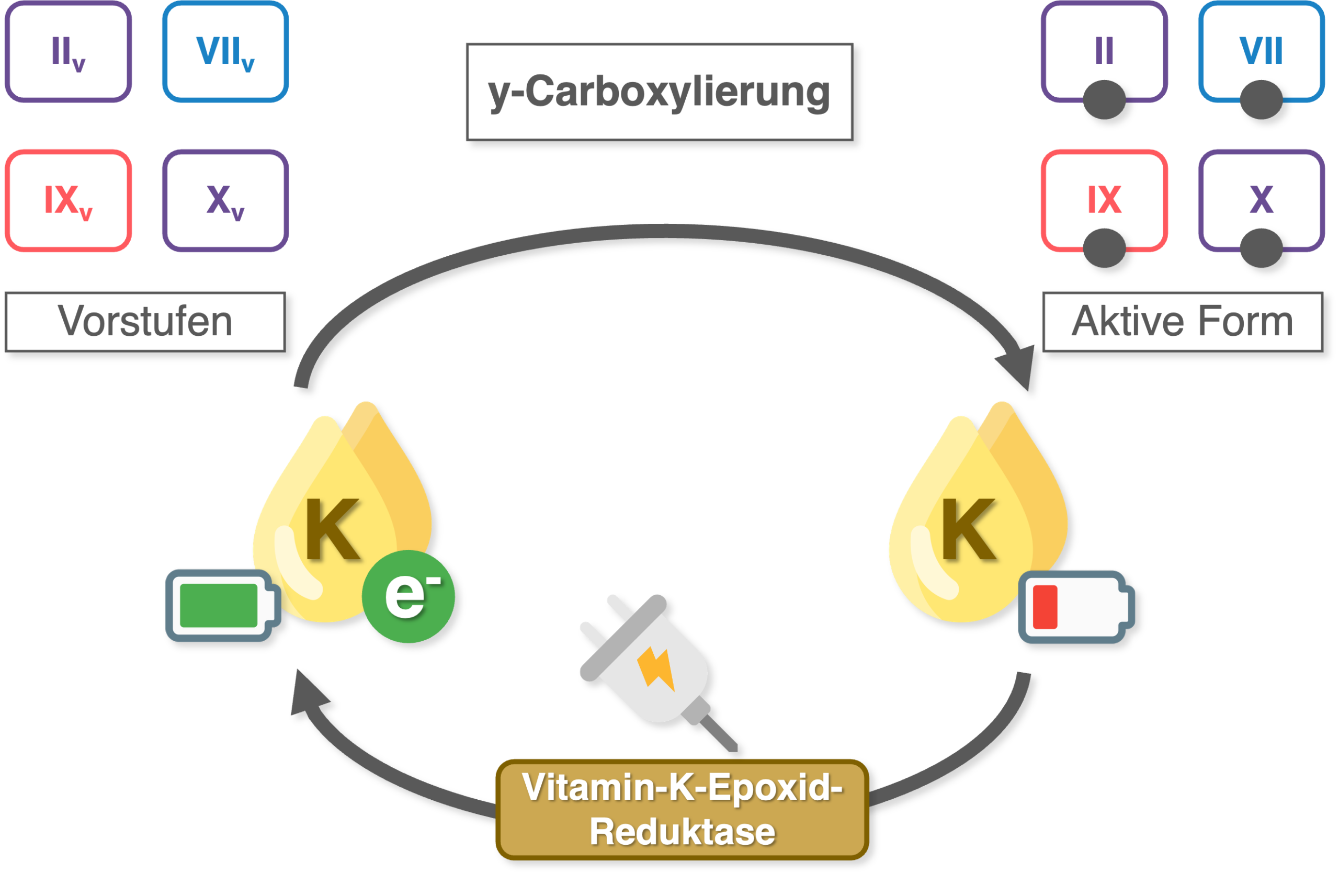 y-Carboxylierung - Ablauf