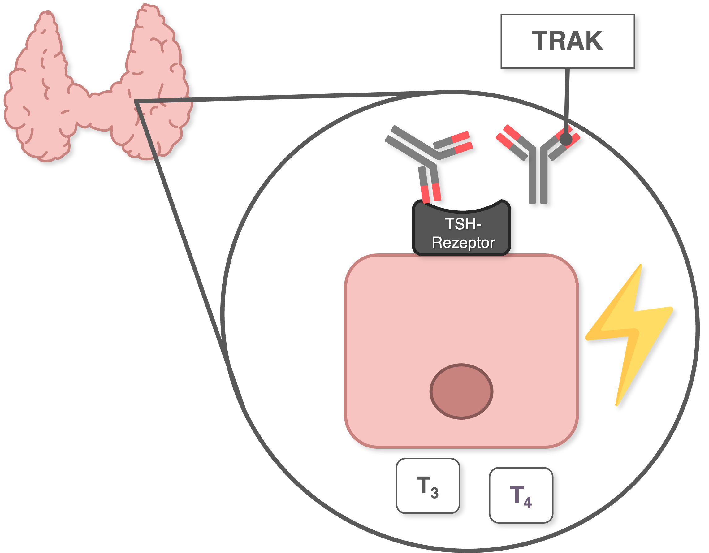 M. Basedow - Mechanismus