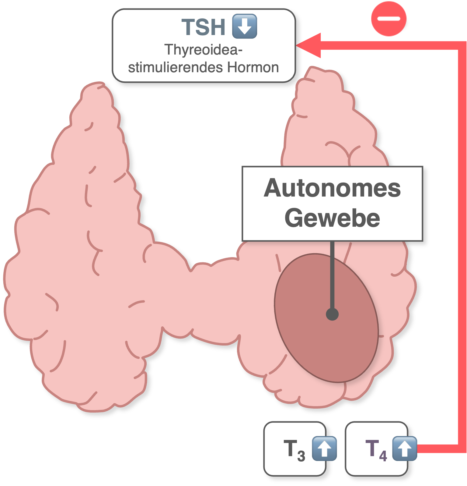 Schilddrüsenautonomie - Mechanismus