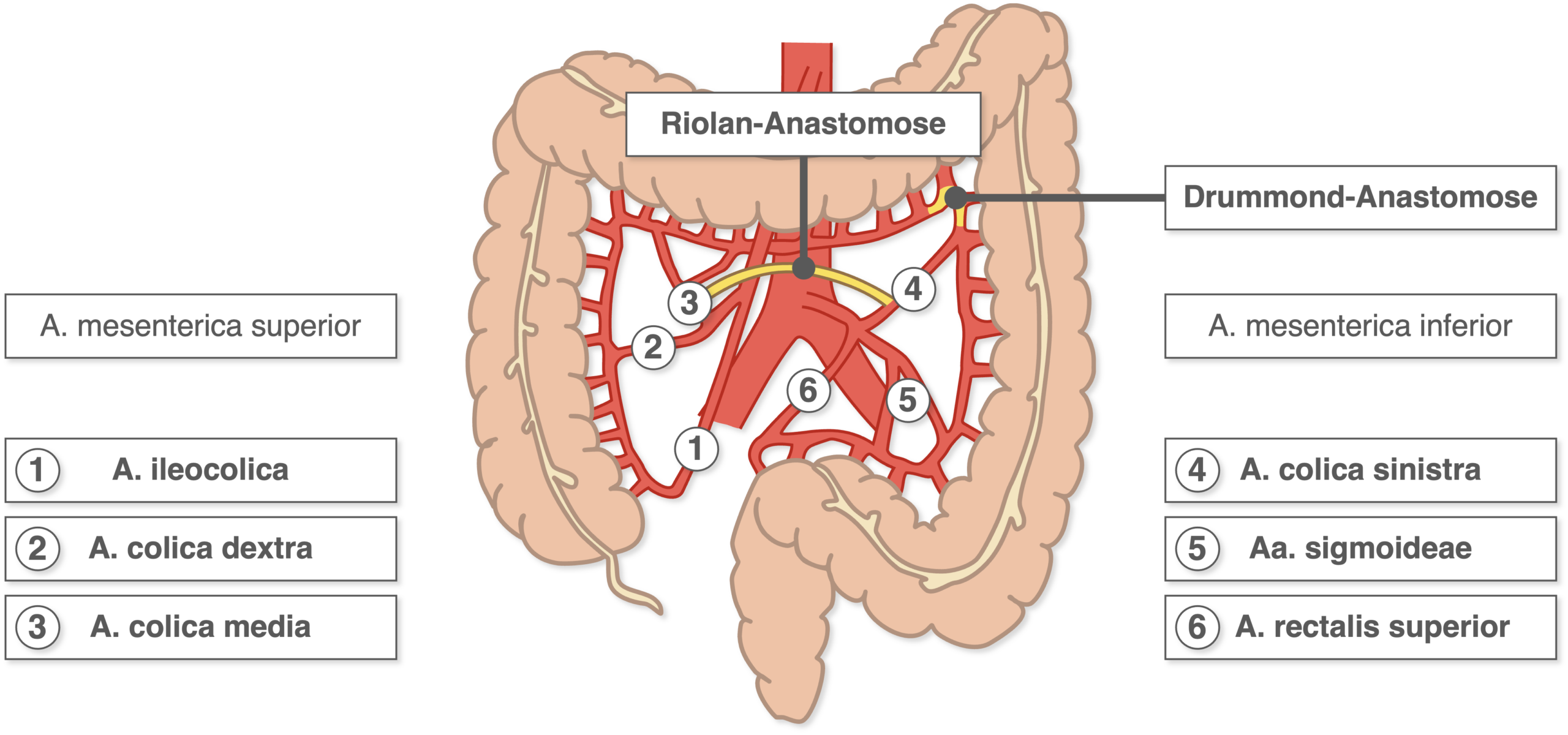 Dickdarm - Blutversorgung Anastomosen