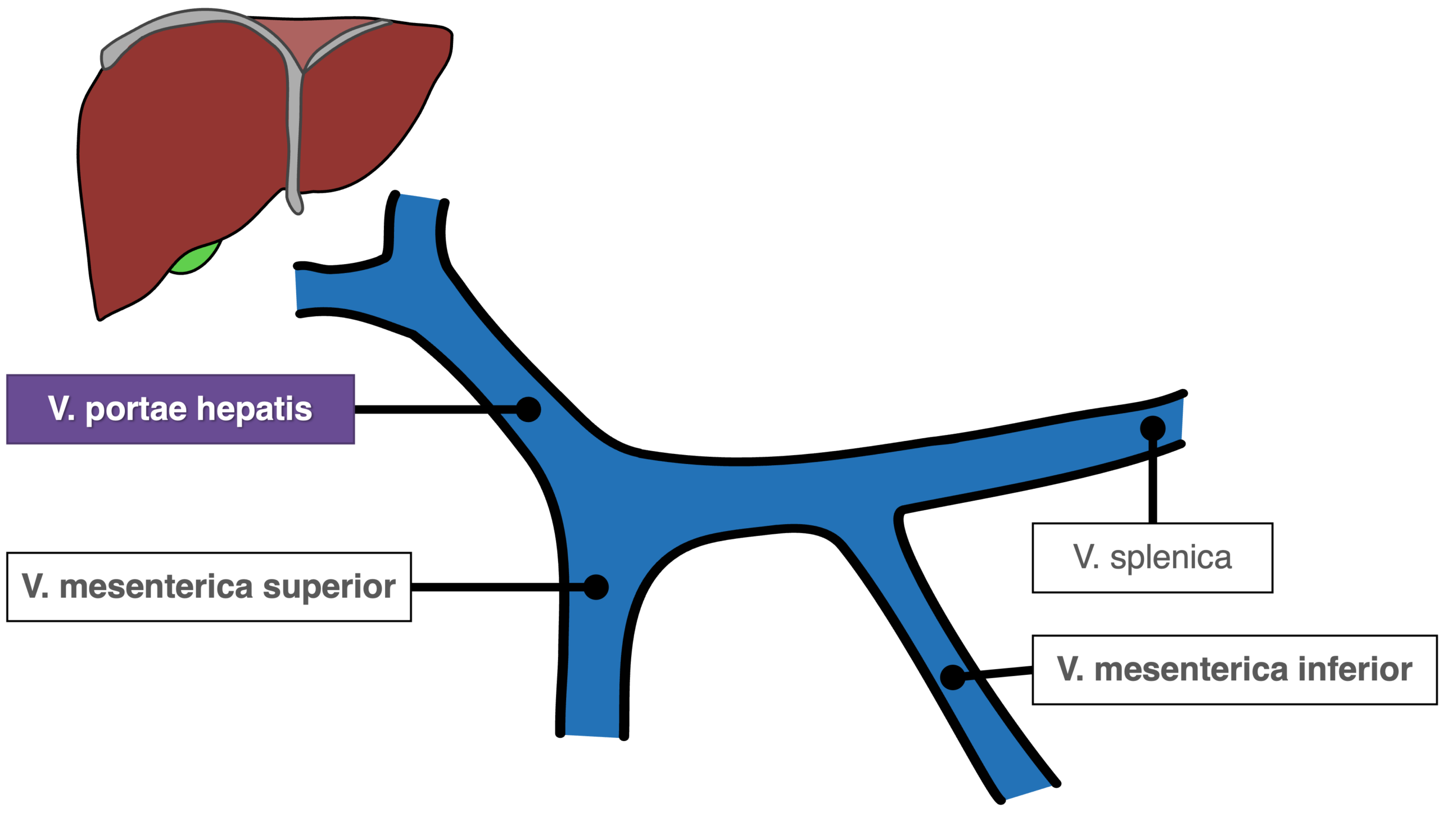 Dickdarm - V. portae hepatis